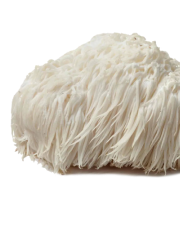 Lion's Mane mushroom